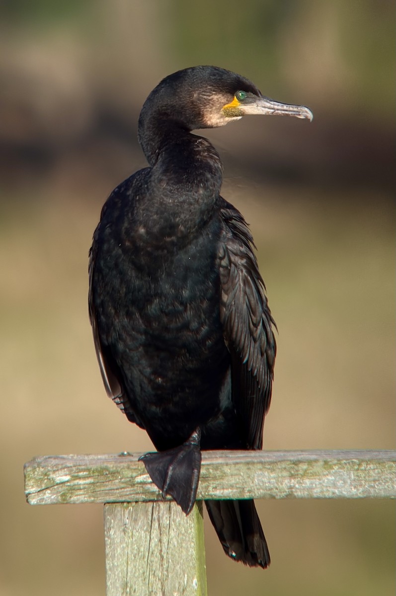 Great Cormorant - ML640687924