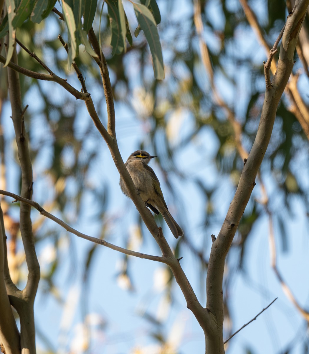 Yellow-faced Honeyeater - ML640688095