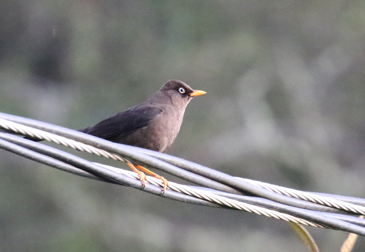 Sooty Thrush - ML640688168
