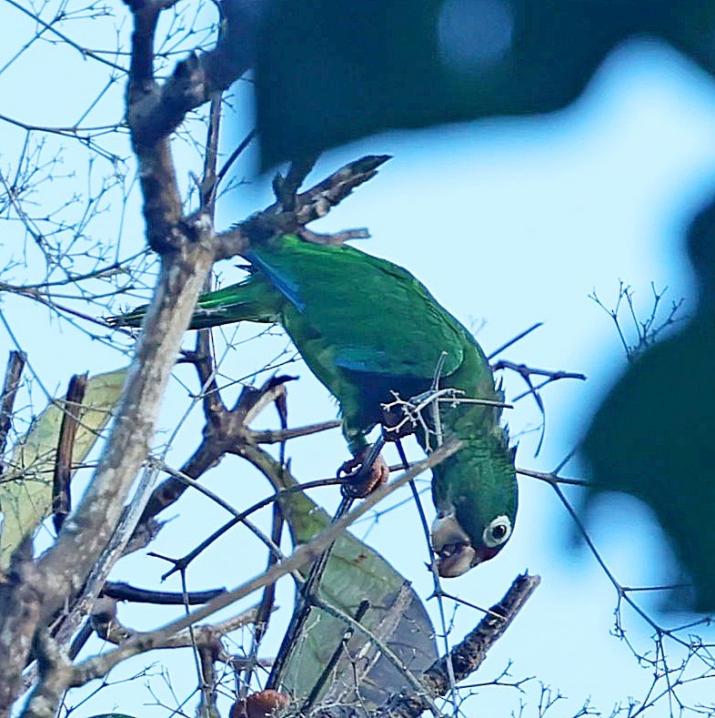 Puerto Rican Amazon - ML640688172