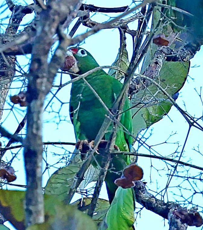 Puerto Rican Amazon - ML640688173