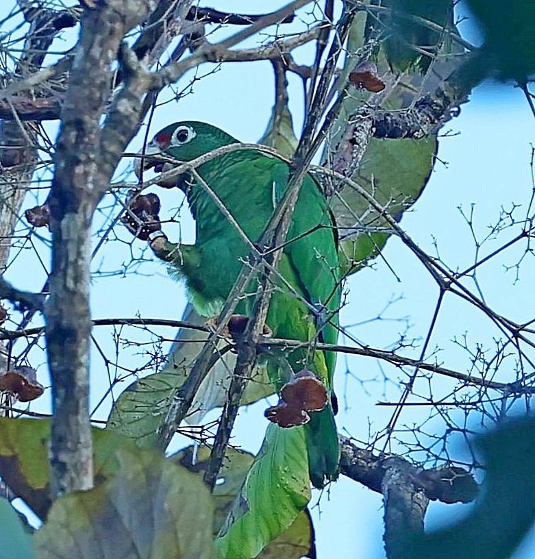 Puerto Rican Amazon - ML640688174