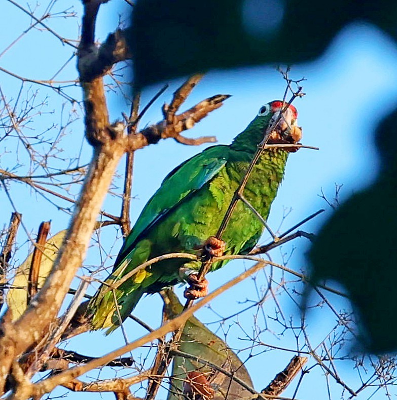 Puerto Rican Amazon - ML640688175