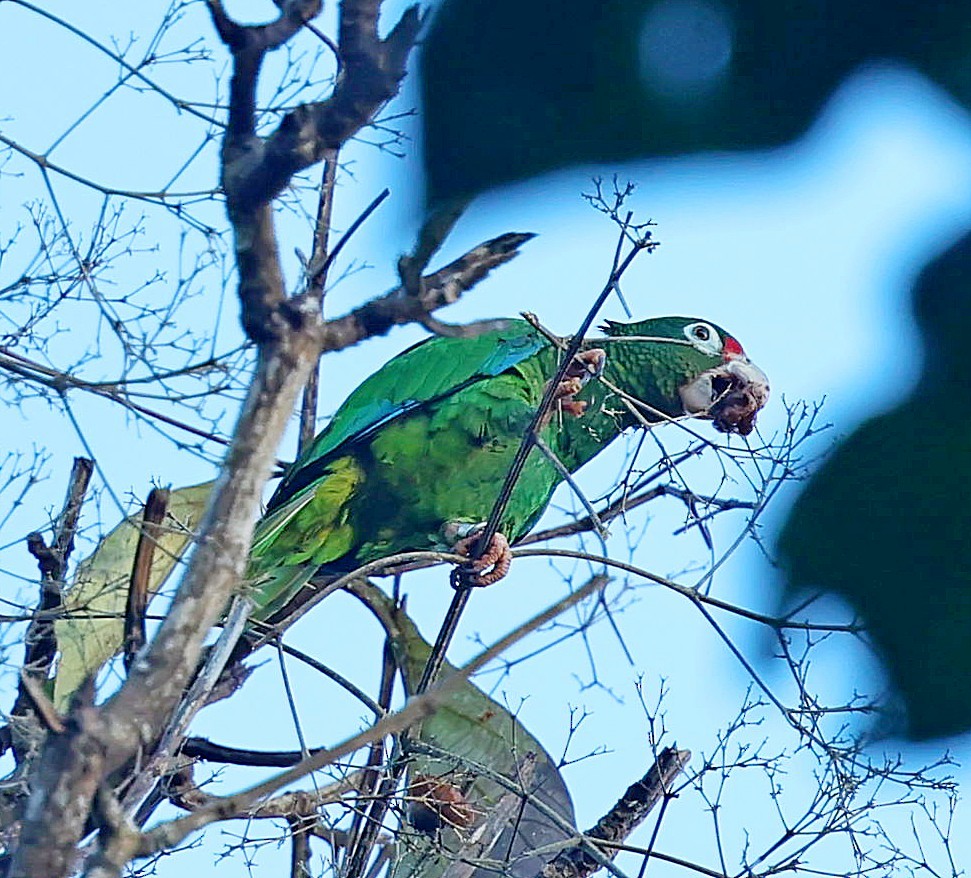 Puerto Rican Amazon - ML640688176