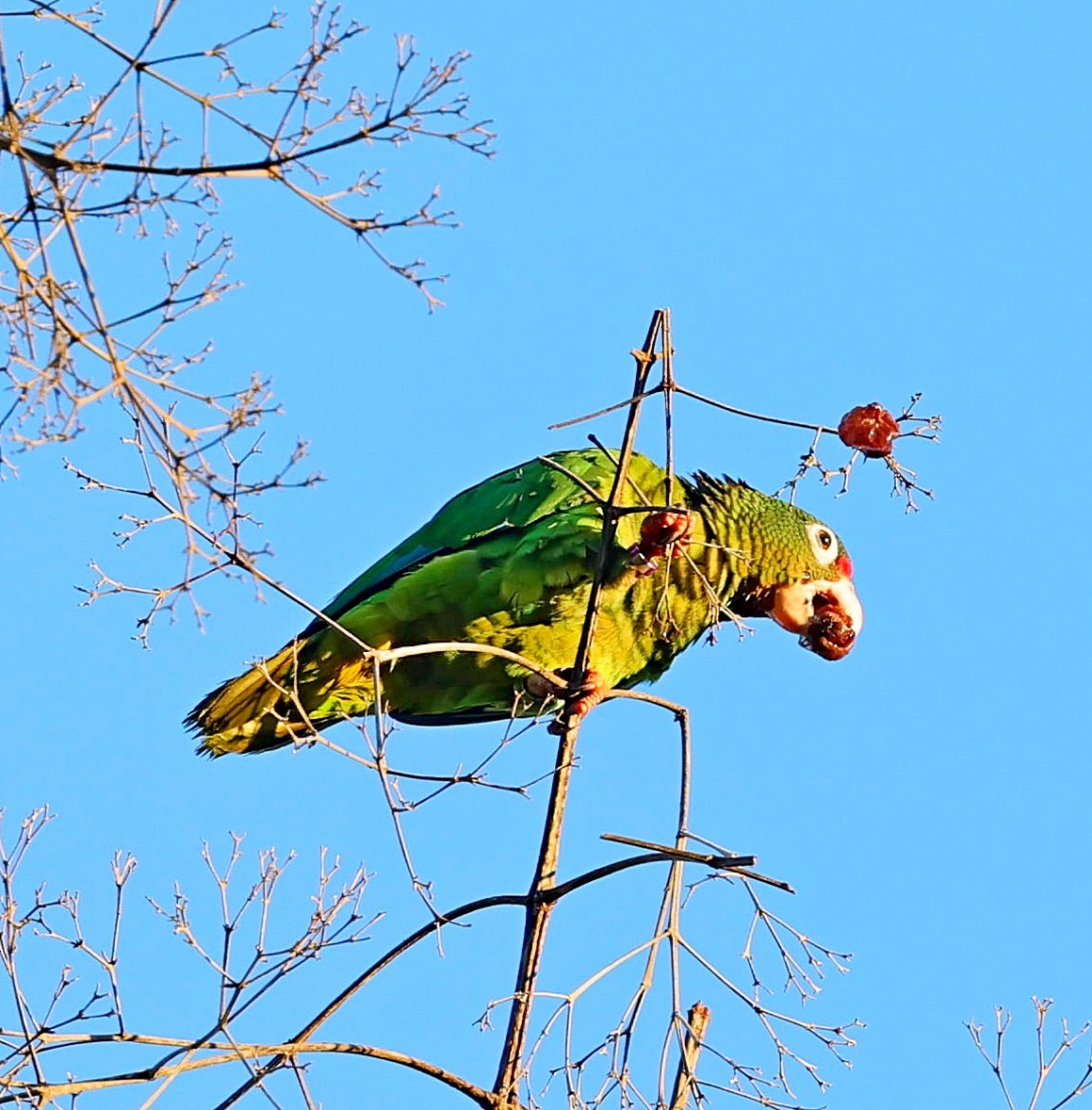 Puerto Rican Amazon - ML640688177