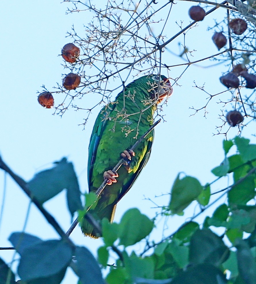 Puerto Rican Amazon - ML640688179
