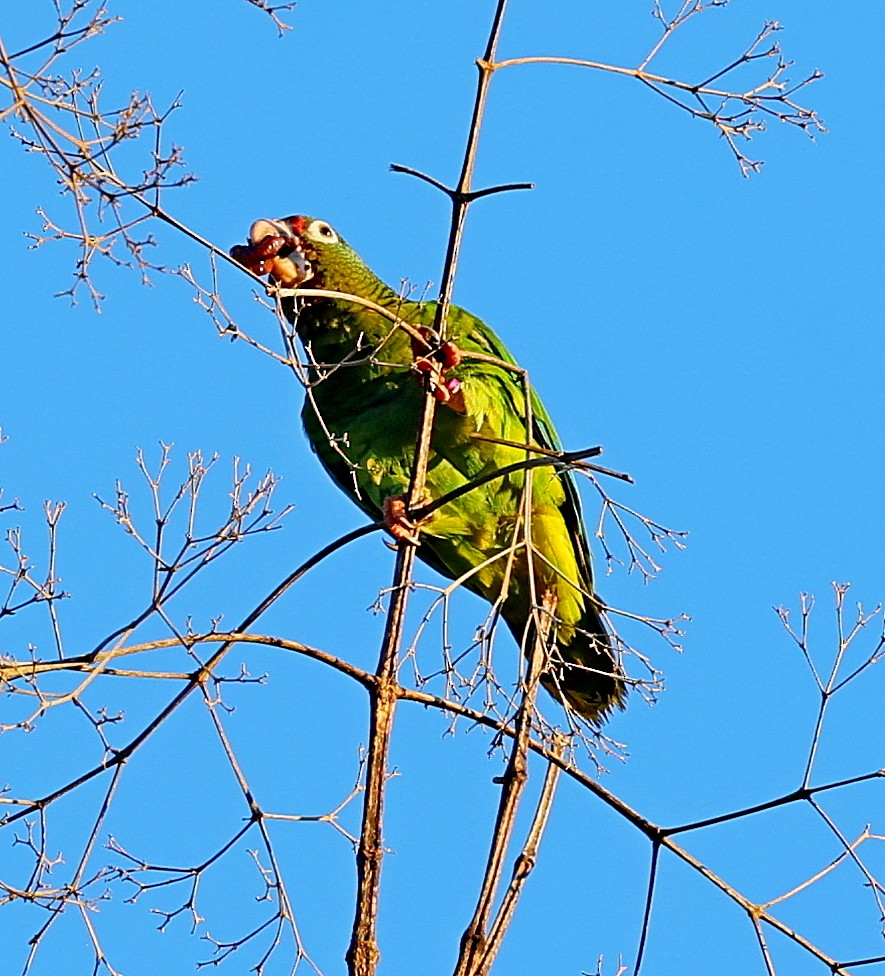 Puerto Rican Amazon - ML640688180