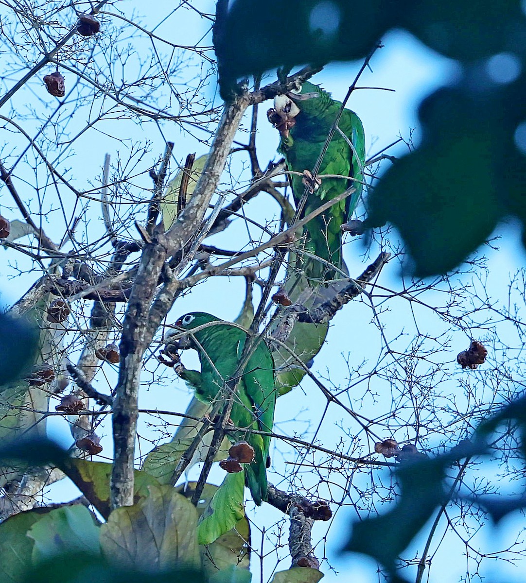 Puerto Rican Amazon - ML640688181