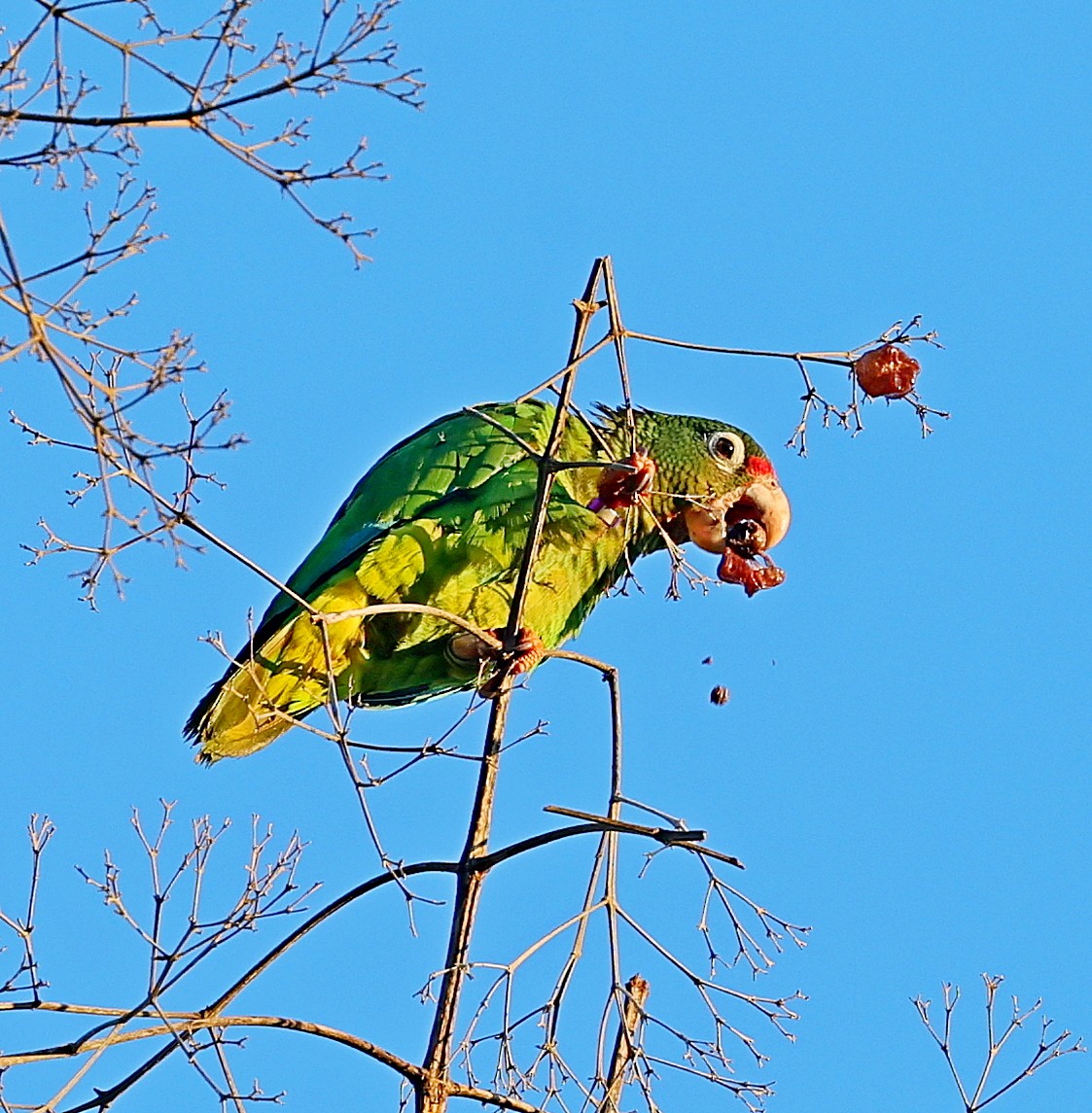 Puerto Rican Amazon - ML640688182