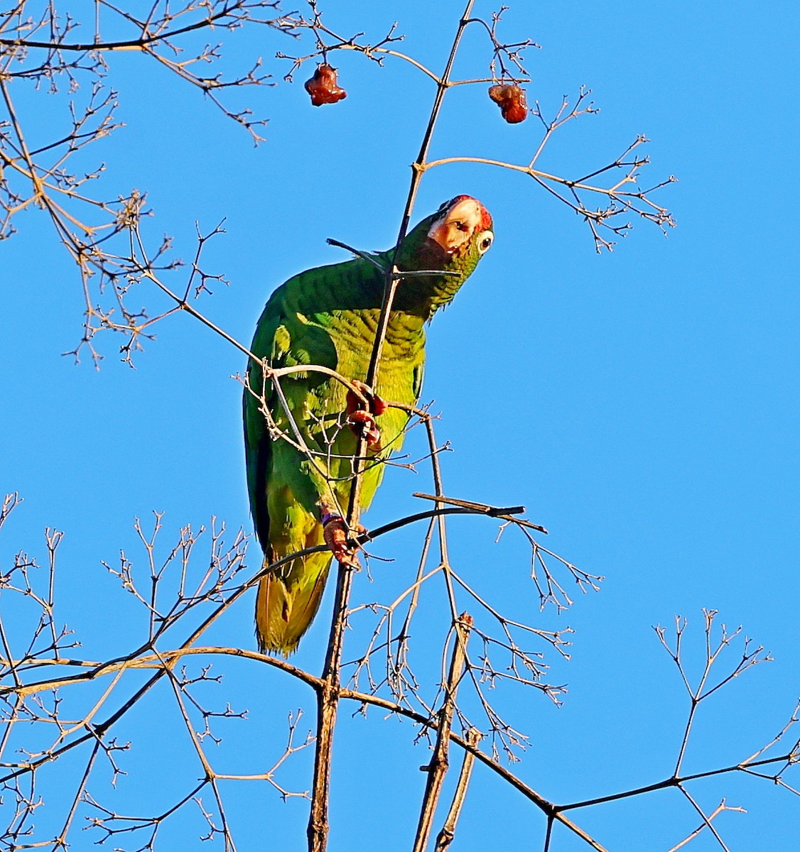 Puerto Rican Amazon - ML640688183
