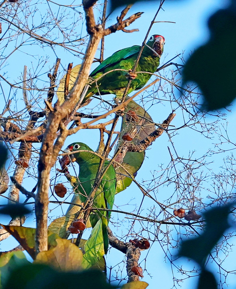 Puerto Rican Amazon - ML640688184