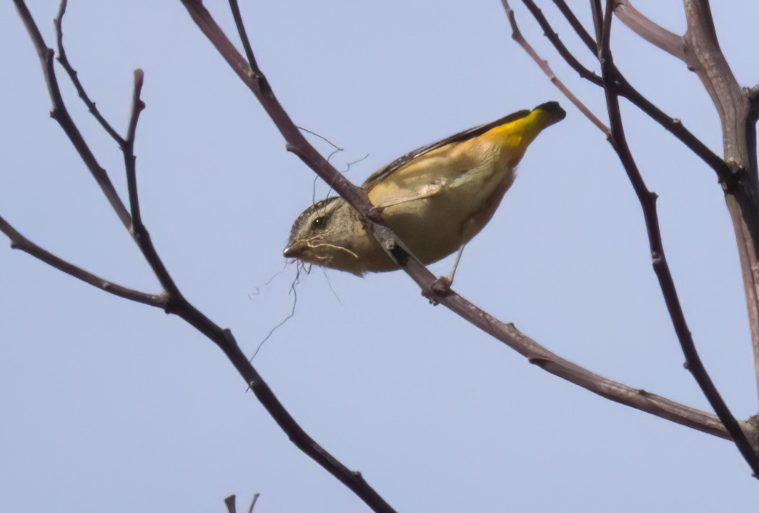 Spotted Pardalote (Spotted) - ML640688209