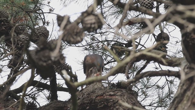 Collared Sparrowhawk - ML640688272