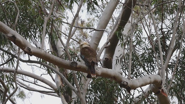 Laughing Kookaburra - ML640688277