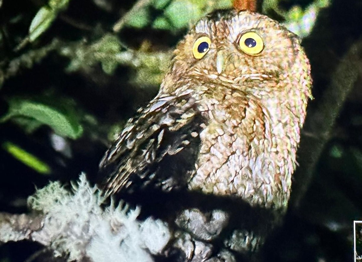 Bare-shanked Screech-Owl - ML640688318