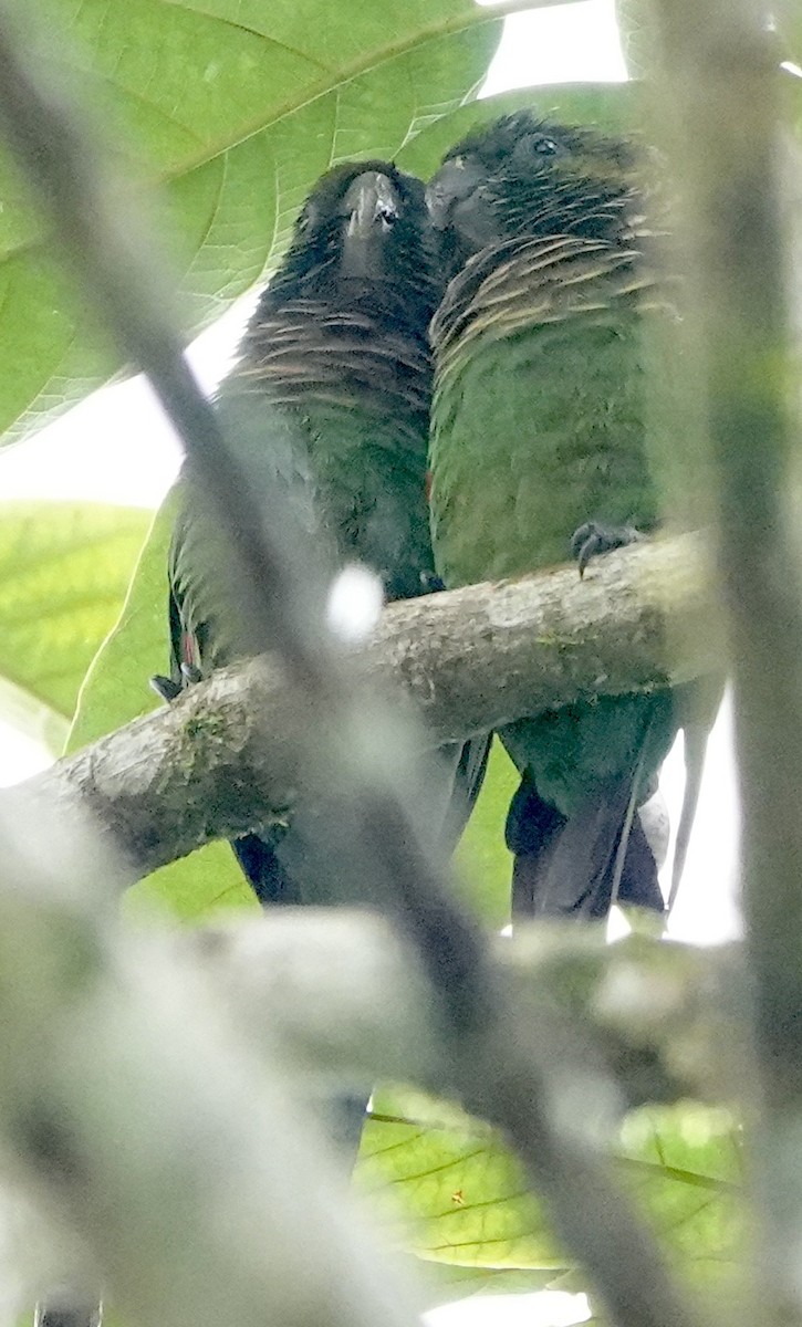 Maroon-tailed Parakeet (Choco) - ML640688326
