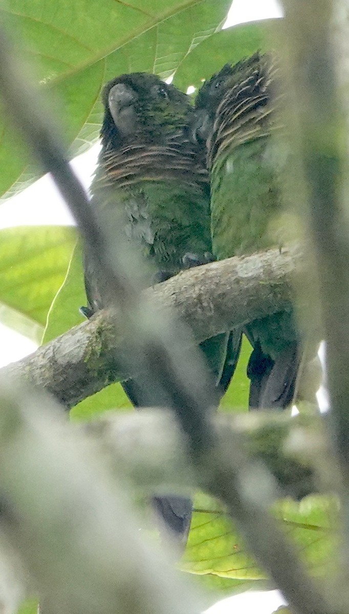 Maroon-tailed Parakeet (Choco) - ML640688332