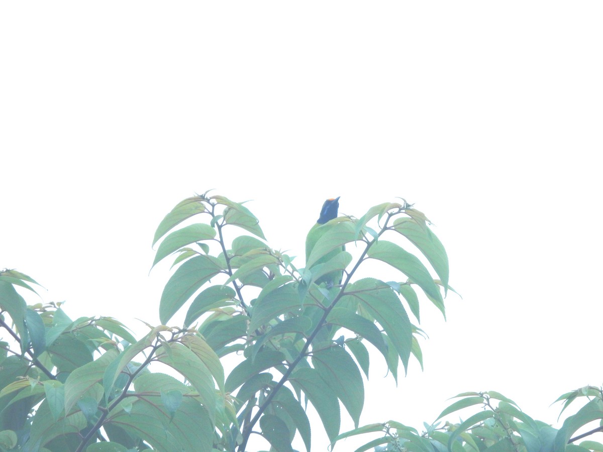 Golden-fronted Leafbird - ML640688352