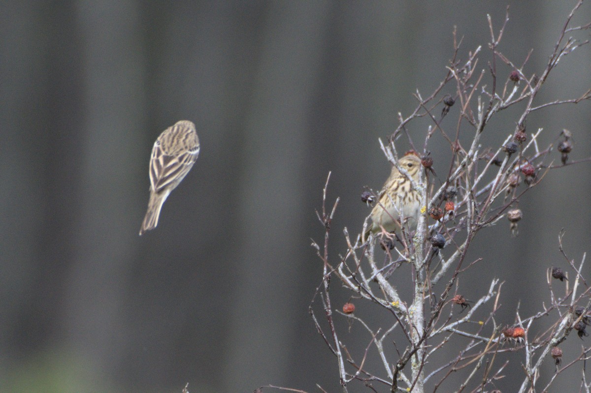 Tree Pipit - ML640688386