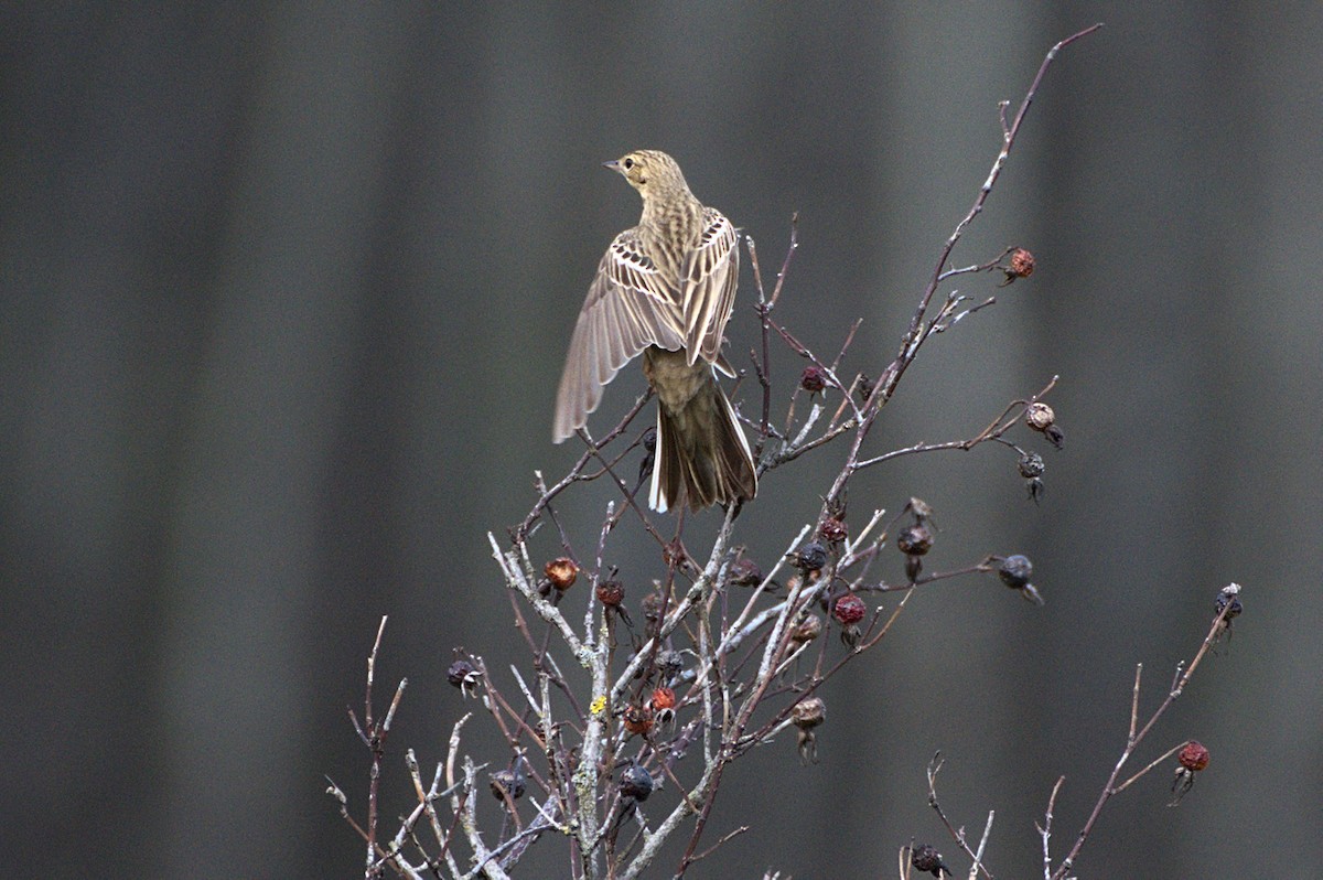 Tree Pipit - ML640688387