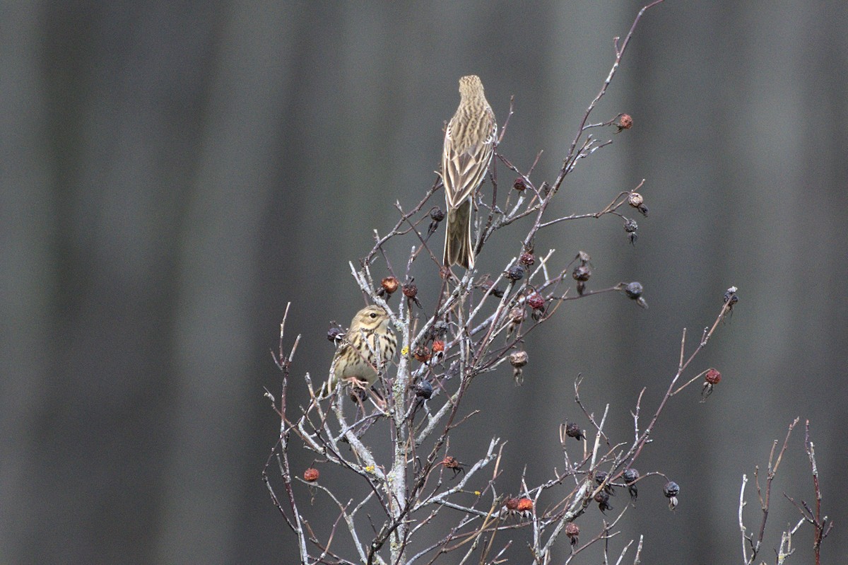 Tree Pipit - ML640688388