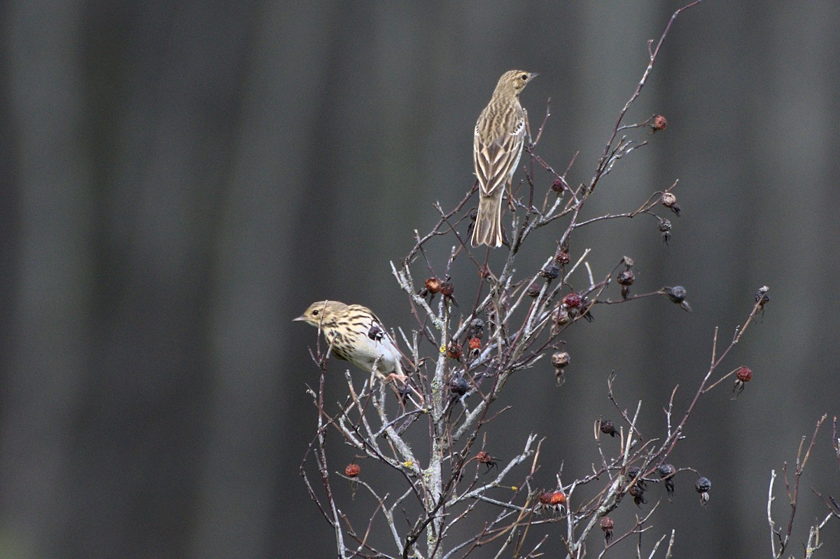Tree Pipit - ML640688389