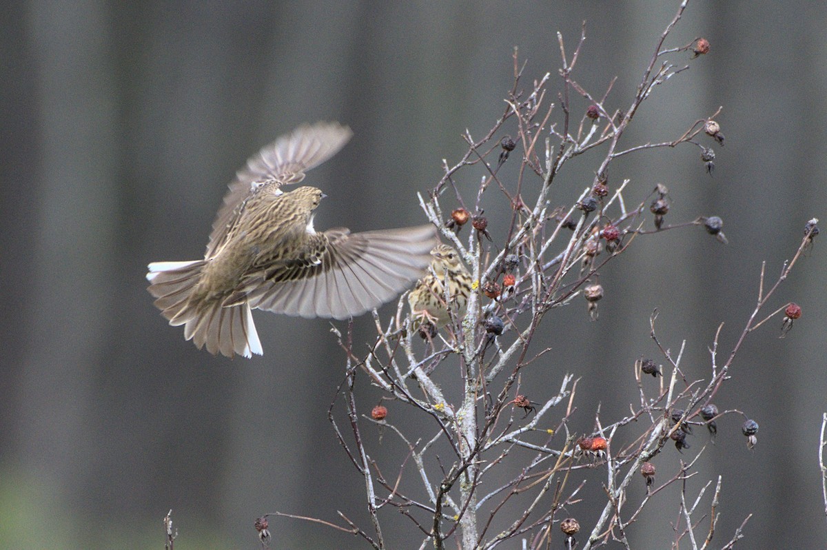 Tree Pipit - ML640688390
