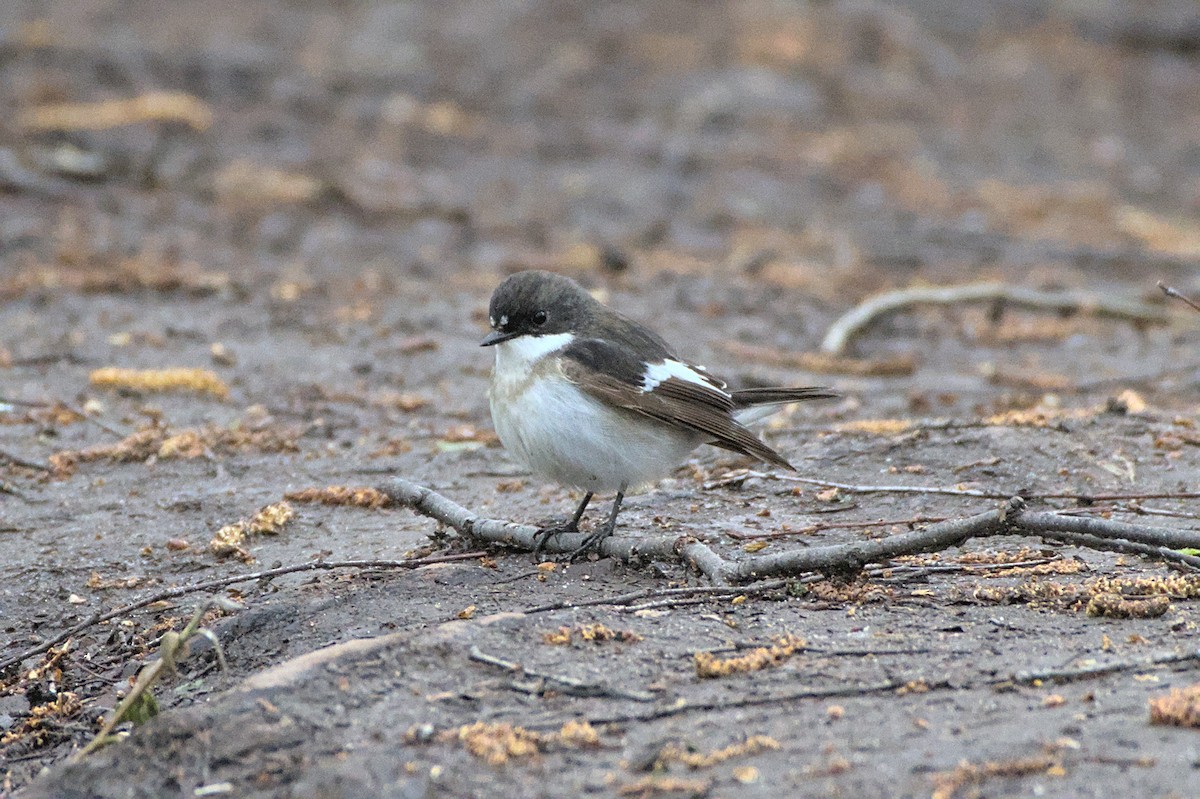 European Pied Flycatcher - ML640688404
