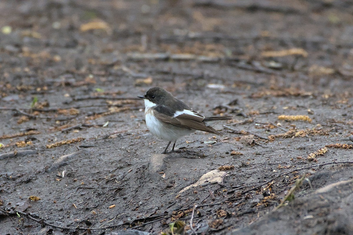 European Pied Flycatcher - ML640688406