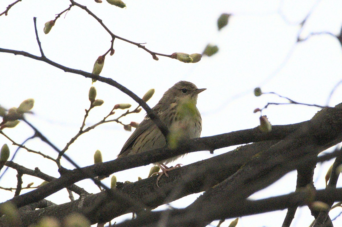 Tree Pipit - ML640688408