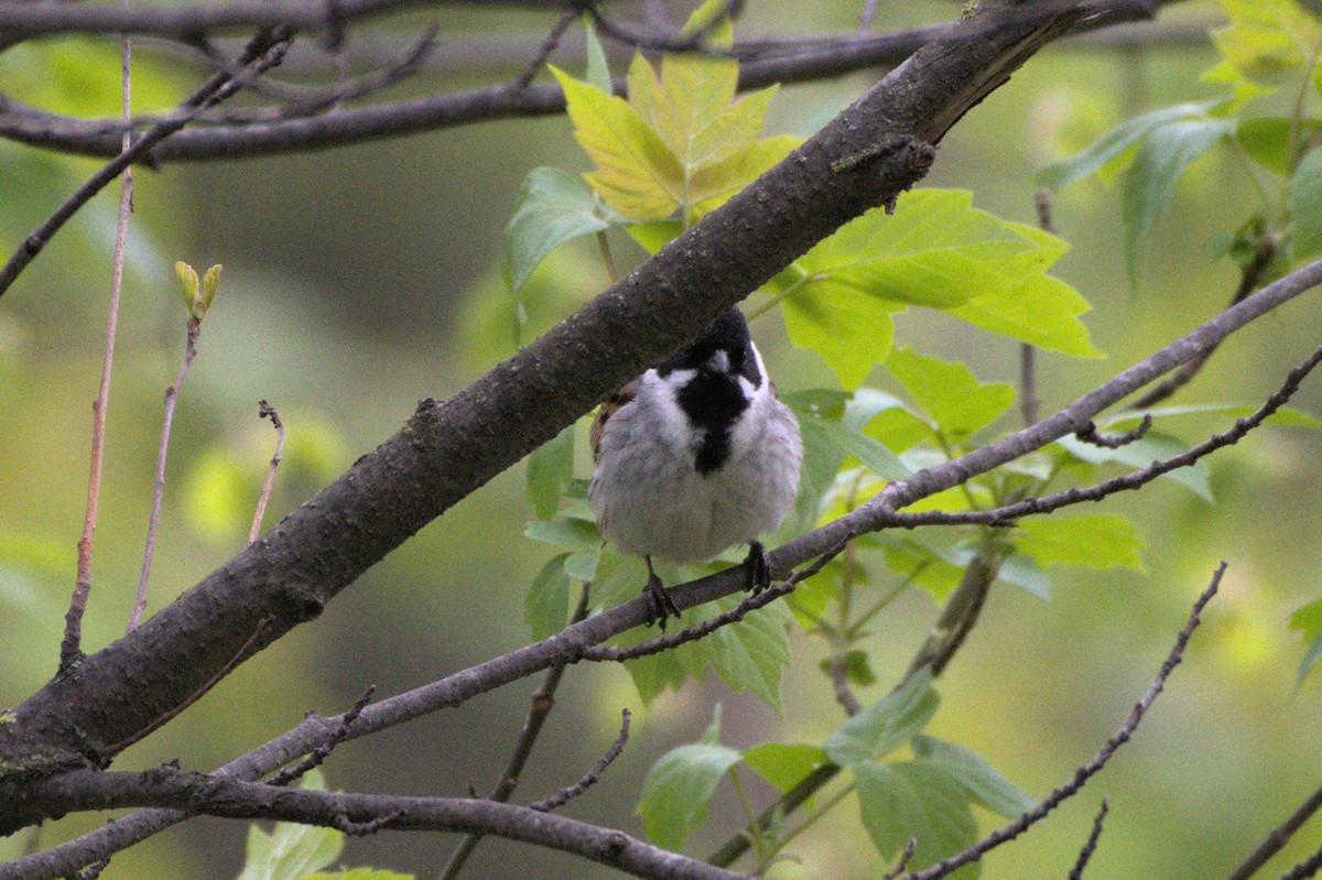 Reed Bunting - ML640688416