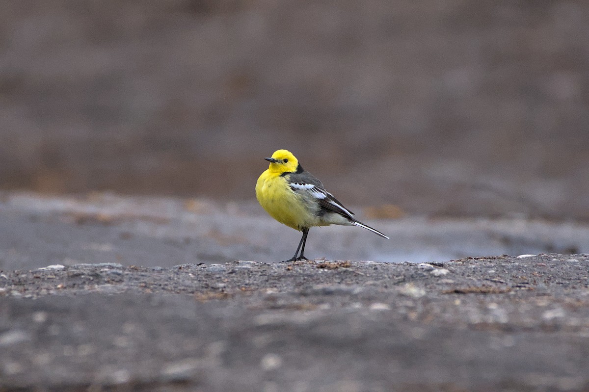 Citrine Wagtail - ML640688422