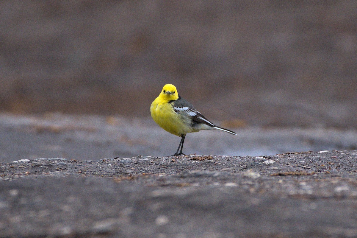 Citrine Wagtail - ML640688423