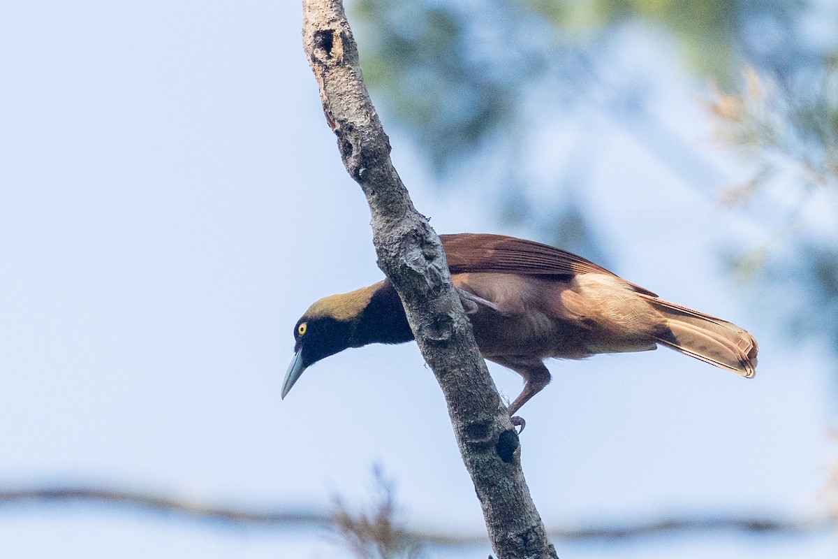 アカカザリフウチョウ - ML640688467