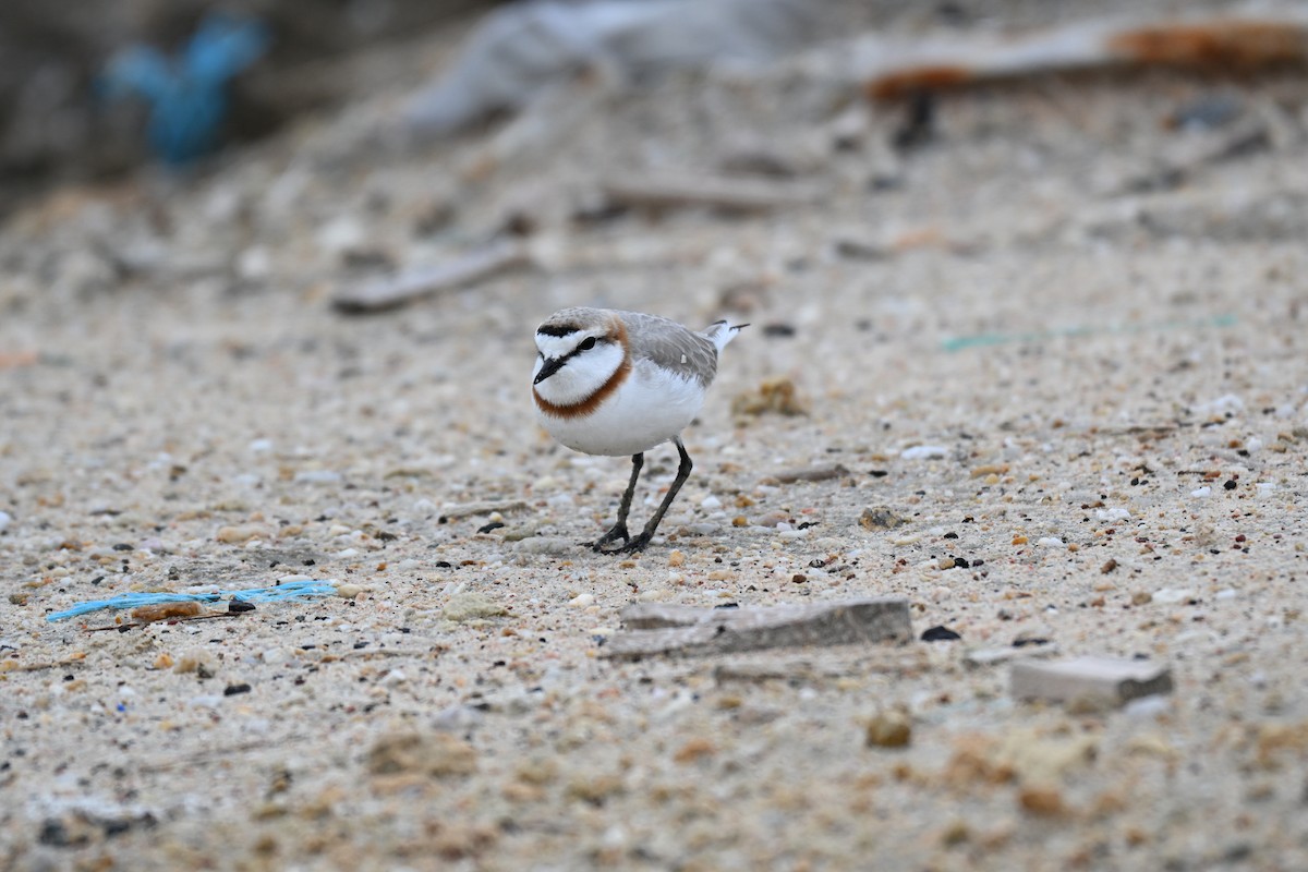 Chestnut-banded Plover - ML640688518