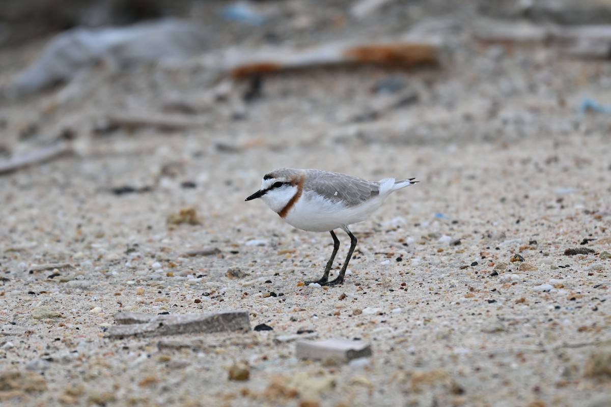 Chestnut-banded Plover - ML640688519