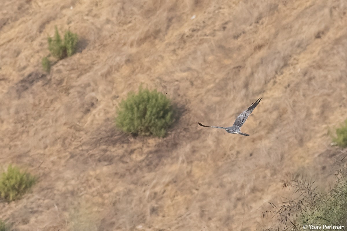 Montagu's Harrier - ML640688577