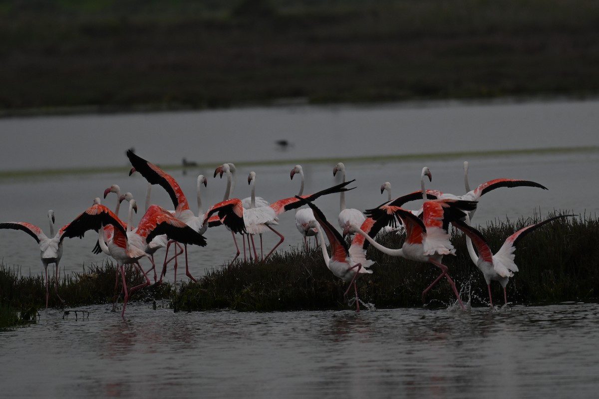 Greater Flamingo - ML640688605