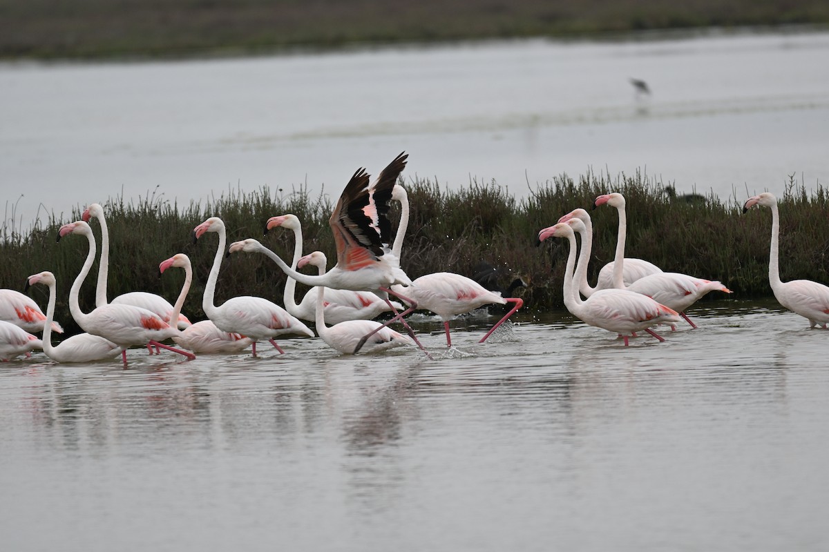 Greater Flamingo - ML640688606