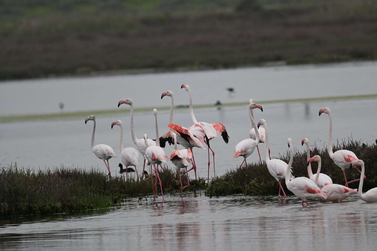 Greater Flamingo - ML640688607