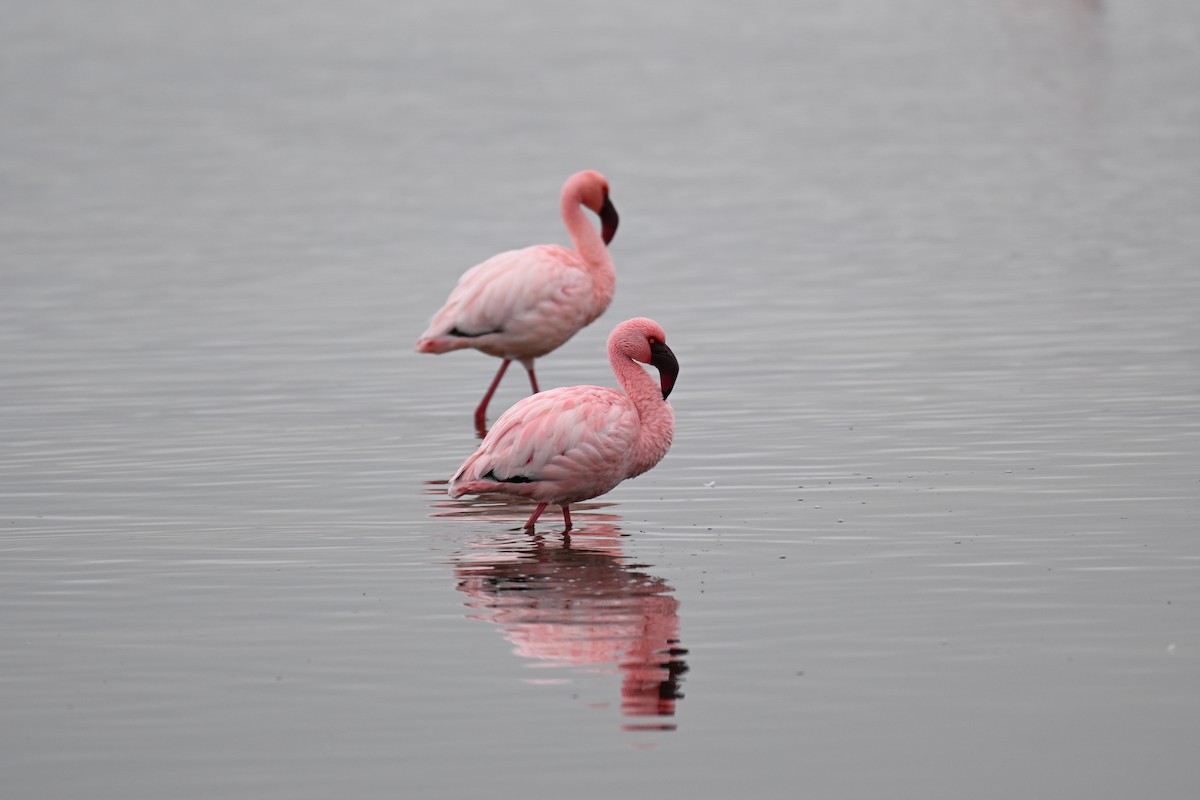 Lesser Flamingo - ML640688608