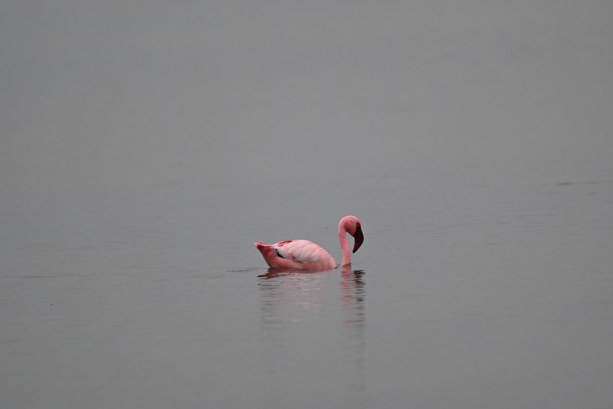Lesser Flamingo - ML640688609