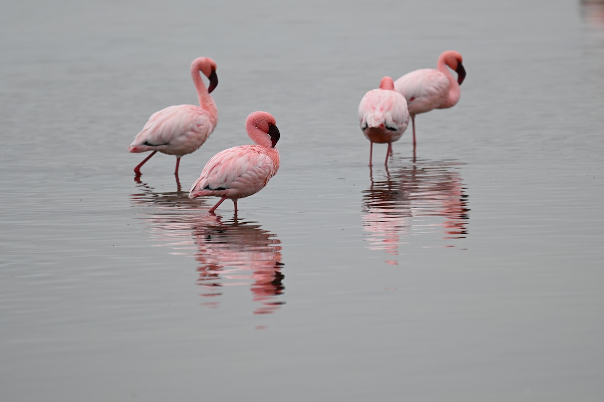 Lesser Flamingo - ML640688611