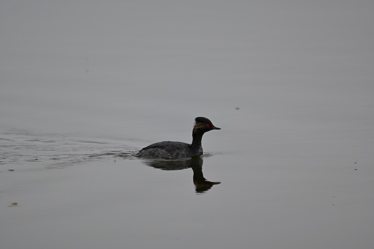 Eared Grebe - ML640688629