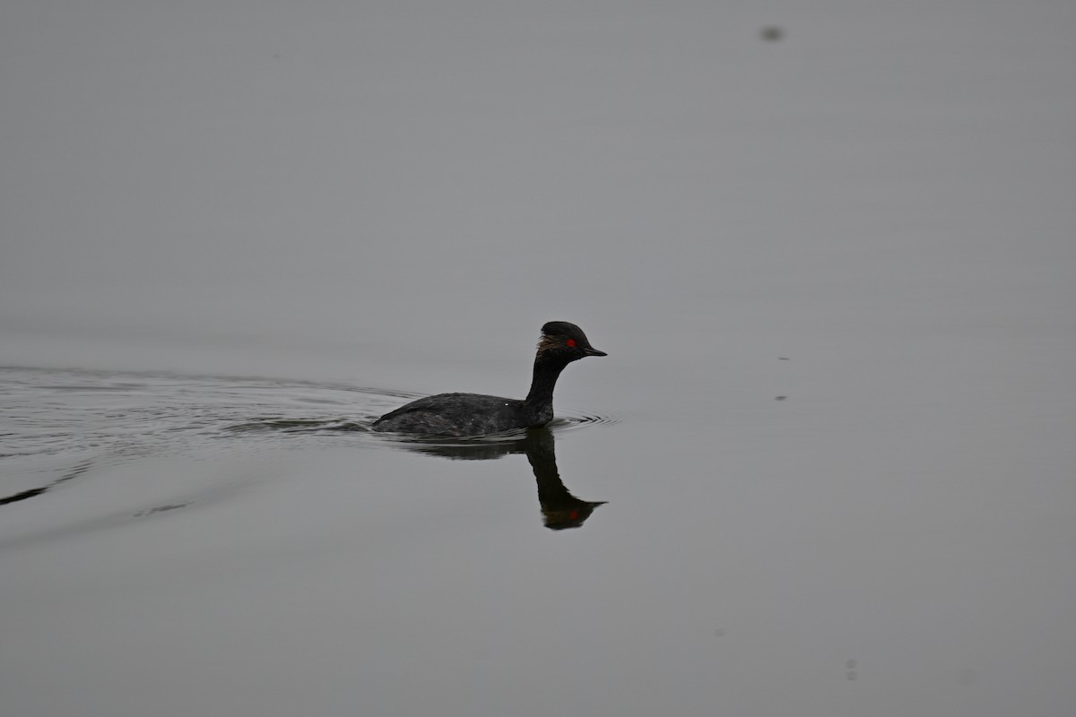 Eared Grebe - ML640688630