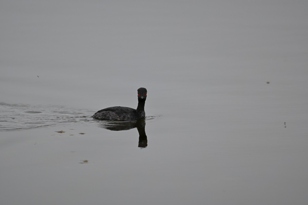 Eared Grebe - ML640688631