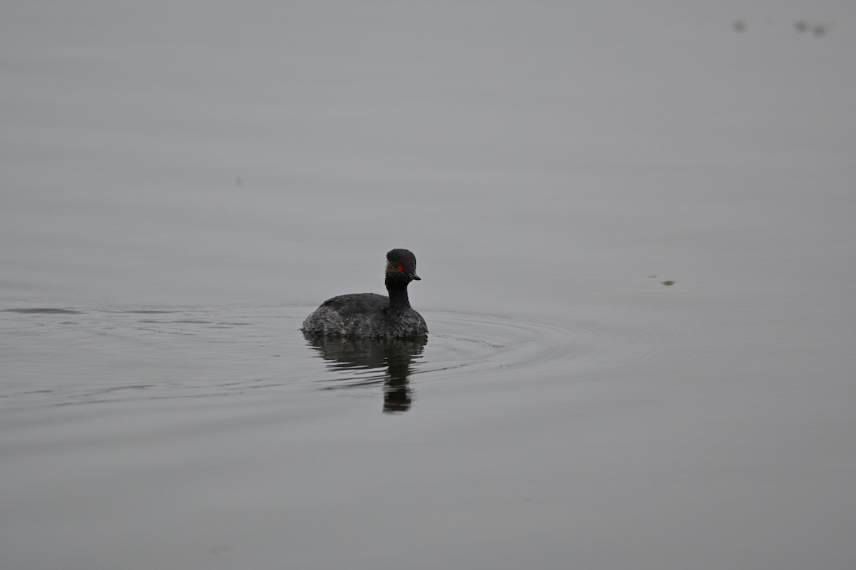Eared Grebe - ML640688632