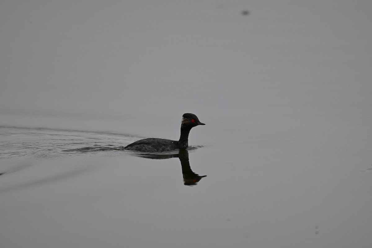 Eared Grebe - ML640688633