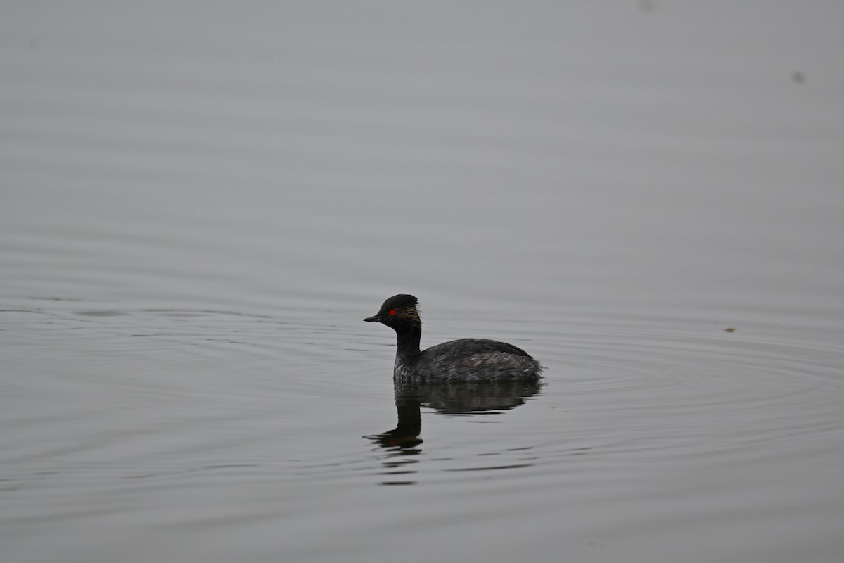 Eared Grebe - ML640688634