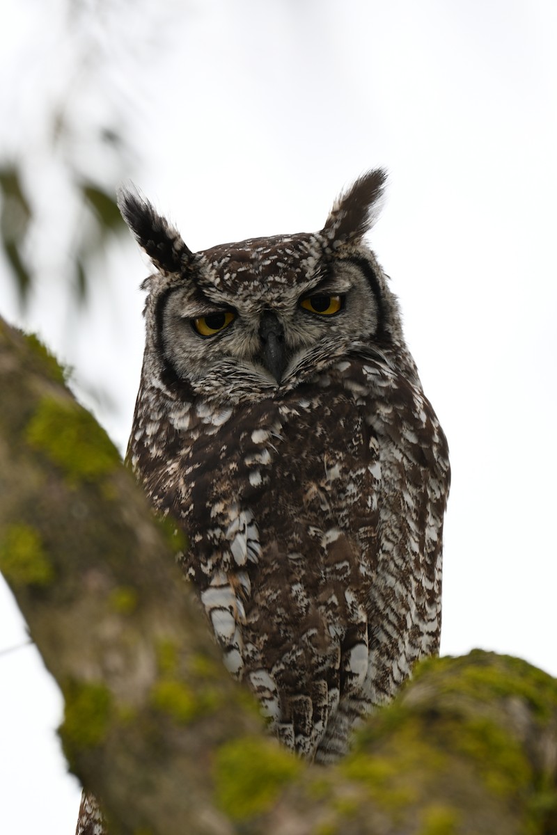 Spotted Eagle-Owl - ML640688643